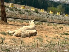-秦皇岛野生动物园