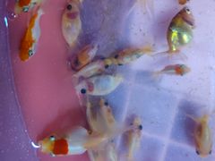 -中环花鸟鱼虫市场