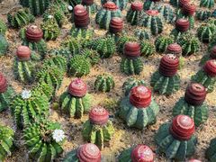 -深圳仙湖植物园