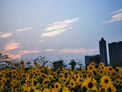 -海心沙亚运公园