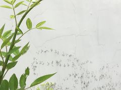 -檀园