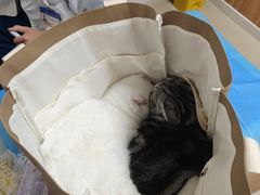 -宠福鑫动物医院(望京分院)