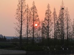 -高东镇樱花园