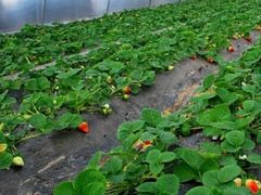 -聚缘草莓瓜果采摘基地(堵家村2店)