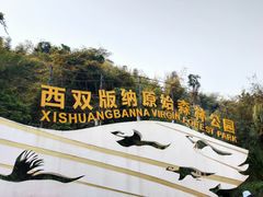 -西双版纳原始森林公园