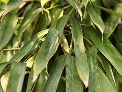 -郑州中国绿化博览园