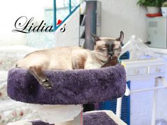 猫-Sirena海妖日咖夜酒