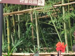 -叶家花园