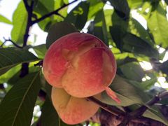 -老袁家蜜桃农场·阳山水蜜桃