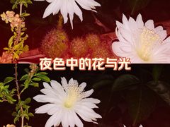 -南屏观音庙