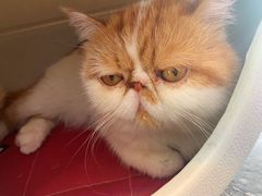 -喵屿·大理花园猫咖