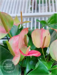 -变画·发型STUDIO