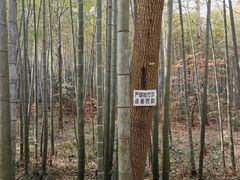 -青龙山国家森林公园