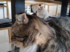 -平行世界·猫咖(首经贸店)