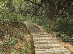 -黄埔油麻山森林公园