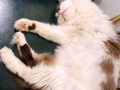-喵喵咪呀布偶猫咖(春熙路店)