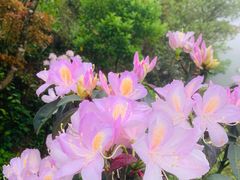 -梧桐山风景名胜区