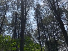 -铁山坪森林公园