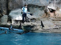 -帝企鹅自助餐厅•儿童岛•真企鹅(长隆企鹅酒店)