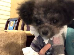 -帕帕拉兹宠物(亚洲旗舰店)