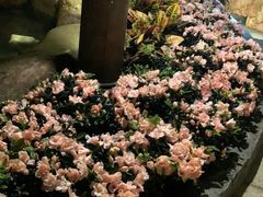 -厦门日月谷温泉渡假村