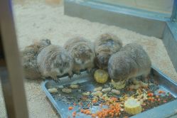 -未来动物城主题公园(正弘城店)