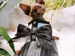-70cat德文卷毛猫·缅因猫纯种猫舍