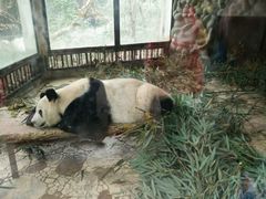 -成都大熊猫繁育研究基地