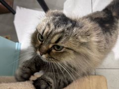 -安格丽娜·狗咖·猫咖羊驼咖(春熙路百盛商场店)