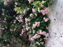 -秦园惠山豆腐花(惠山古镇店)