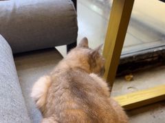 -脉冲品质汽美·贴膜(闵行店)