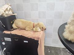 -芭比堂动物医院·犬猫全科·异宠专科(雁塔分院)
