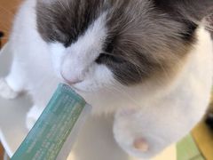 -MOYOYO猫咪咖啡店