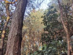 -铁山坪森林公园