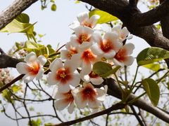 -舒家湾天主教堂