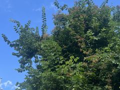 -广州白江湖森林公园