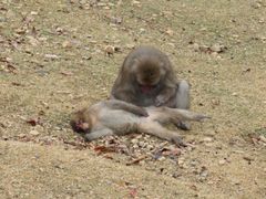 -岚山猴子公园