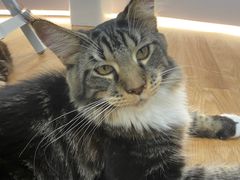 -COLOR PETS 撸猫馆·购猫·猫咖(长风大悦城店)