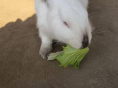 -前小桔亲子创意农场·草莓采摘·露营烧烤