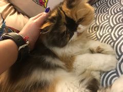 -more than meow吴止猫主题餐厅(承德 中船汇店)