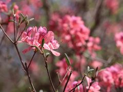 -木兰云雾山
