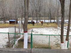 -青藏高原野生动物园