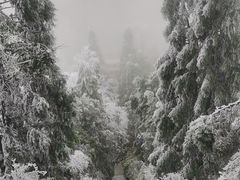 -江西阳明山国家森林公园