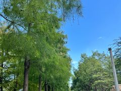 -上海长兴岛郊野公园