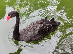 -云南野生动物园