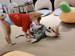 -逗柴咖啡屋·狗咖猫咖宠物桌游