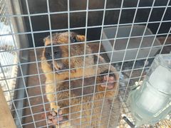 -栾川竹海野生动物园