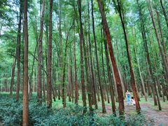 -上海共青森林公园