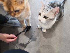 -飞行喵MR PILOT|猫舍·猫咖(静安大融城店)