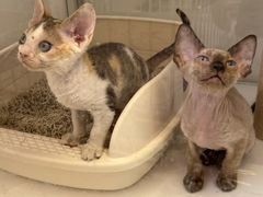 -翊宠yipet猫狗购宠庄园犬舍•猫舍